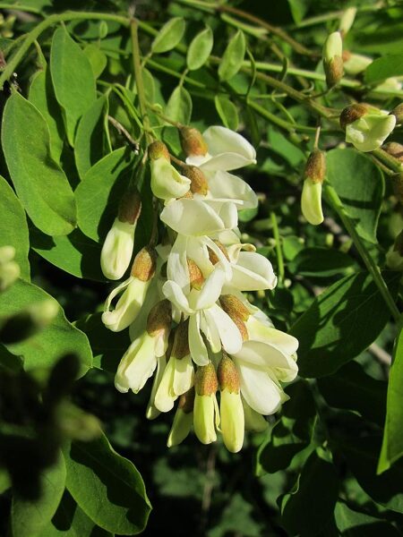 Luxury robinia. Robinia luxurians. Seeds. Beautiful, 10 m tall tree with ornate flowers.