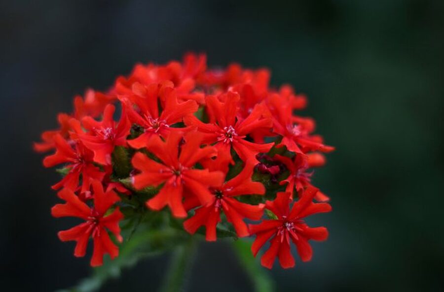 Guntiņas. Lychnis chalcedonica. 