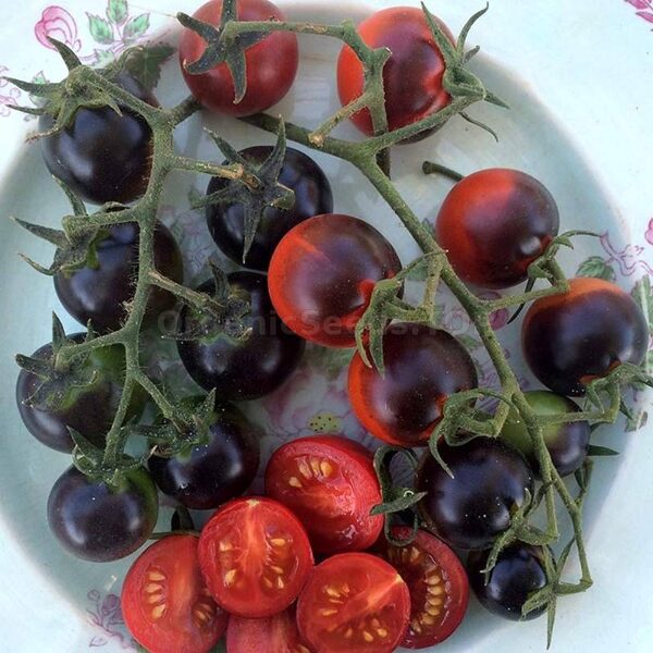 HELSING JUNCTION BLUES Colored tomato seeds