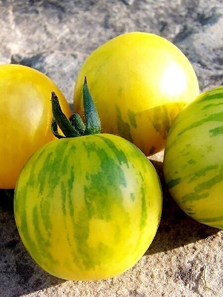 TOPAZ - HUAN U. Yellow with green stripes, a productive tomato variety. Seeds.