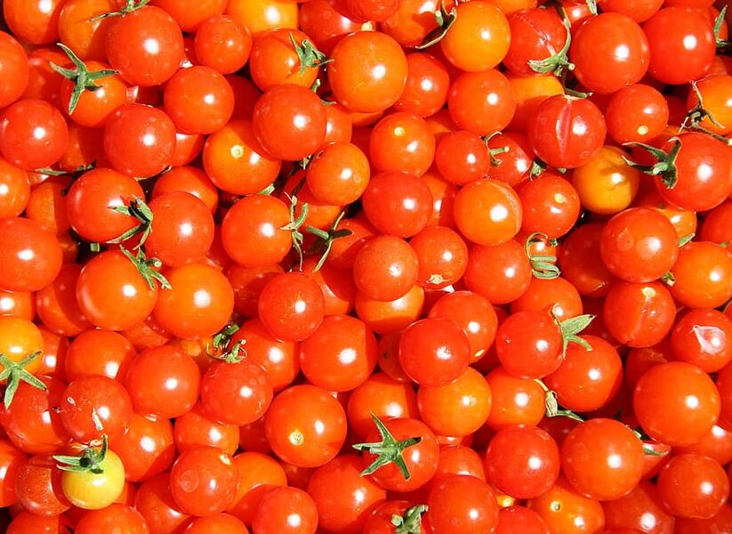 IVA’S RED BERRY.Mini red, delicious cherry tomatoes. Tomato seeds.