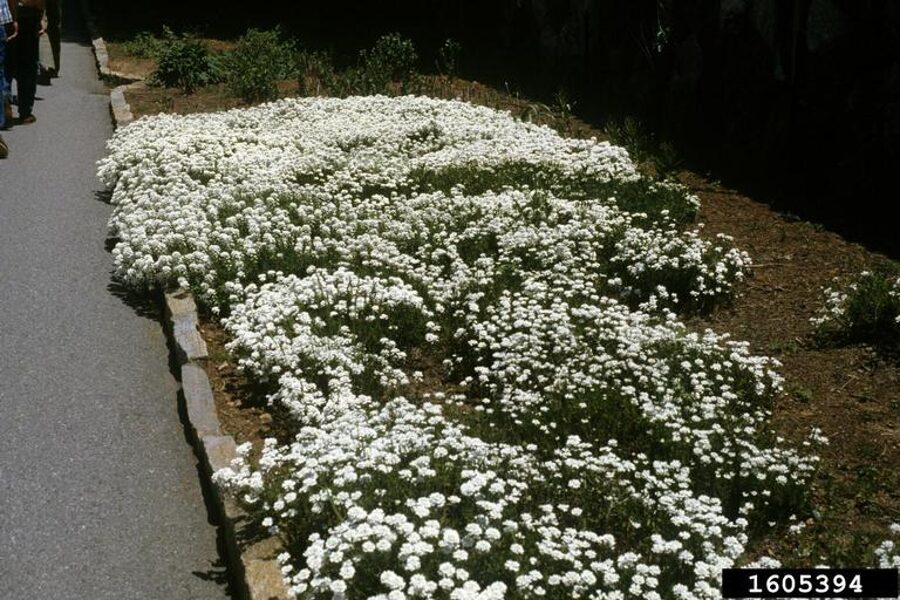 Mūžaļās ibēres. Iberis sempervirens.