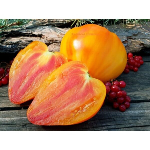 Jantarnij baron (Янтарный барон) Collection variety. Hardy, yellow, greenhouse tomatoes. Seeds.