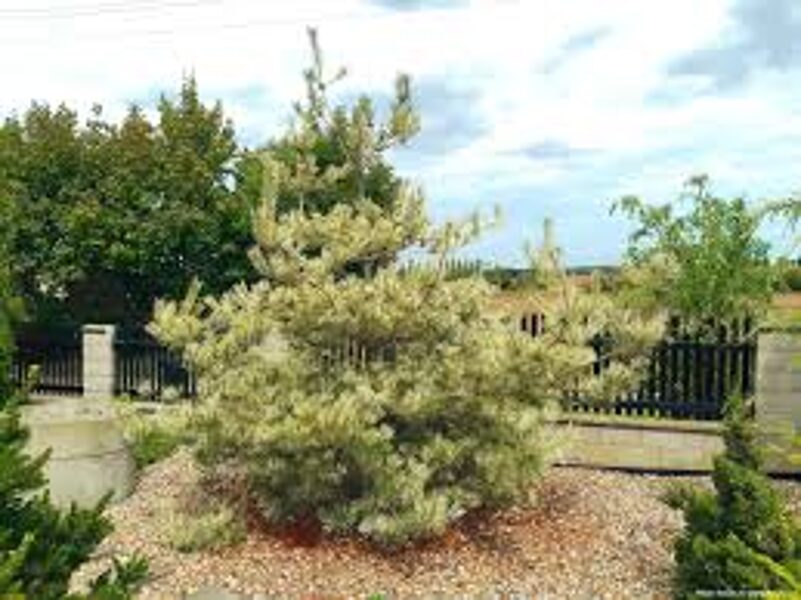 Blīvziedu priede. Japānas sarkanā priede. Pūķa acs priede. Sēklas. Pinus densiflora.