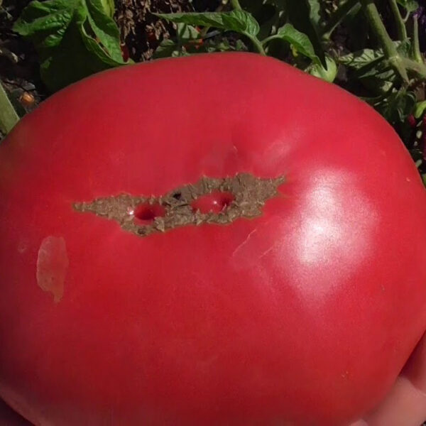 Yusupuovskije Uzbekskije. (Юсуповские Узбекские) Greenhouse/field tomatoes.Tomato seeds.