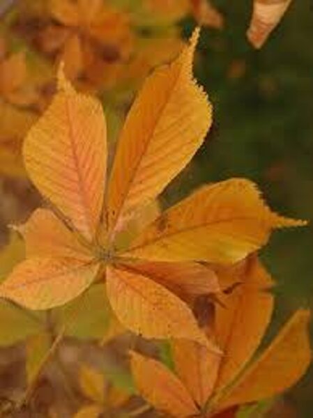 Nackte Rosskastanie. Samen. Aesculus glabra.