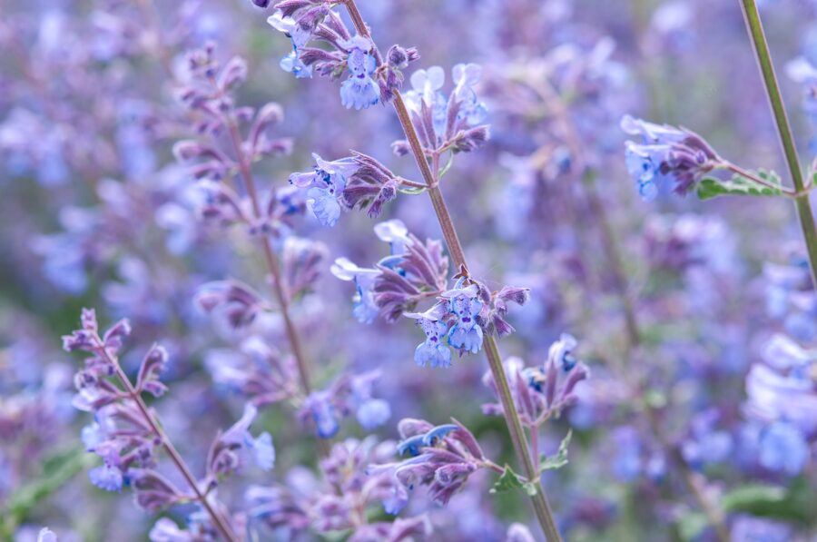 Kaķu mētra. Nepeta cataria L.