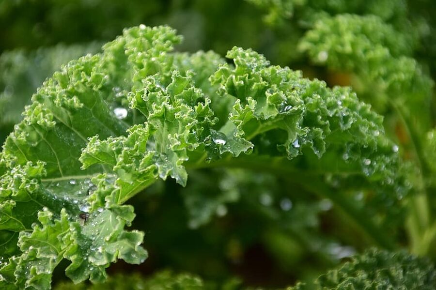 Kalē kāposti. Lapu kāposti. Mix. Brassica oleracea L. var. acephala