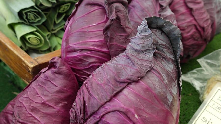 Kalibos. Sarkanie konusgalviņkāpsti. Brassica oleracea var. capitata