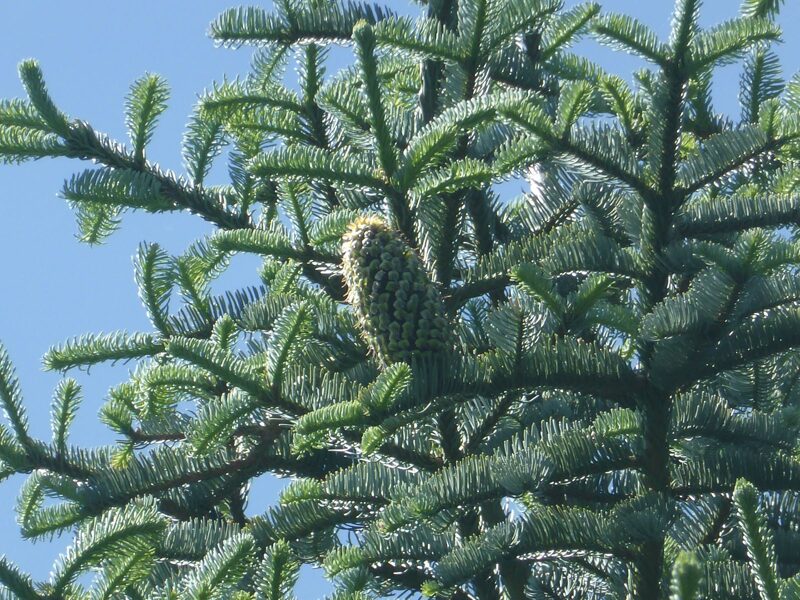 Pacific silver fir. Abies amabilis. Seeds.