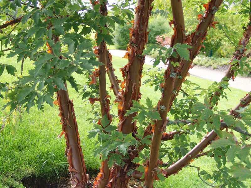 Kanēļa kļava. Acer griseum. Zimtahorn.