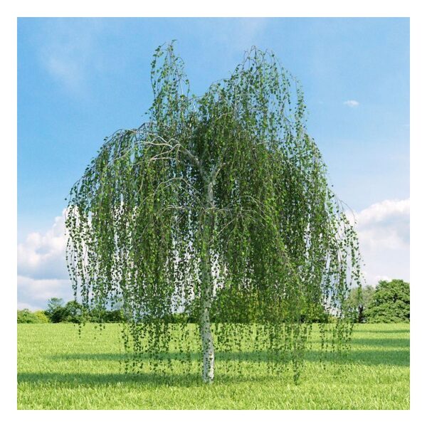 Бородавчатая берёза. «Ёнги». Семена.Betula pendula 'Youngii' 