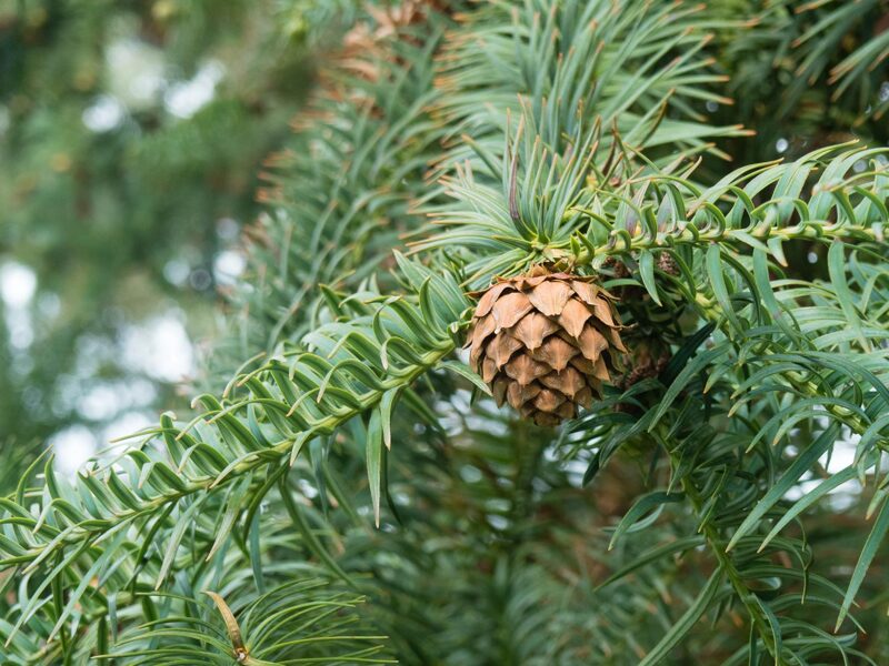 Chinese Cunninghamia. Chinese Fir. Seeds. Cunninghamia lanceolata A strong, evergreen conifer, Collection tree.