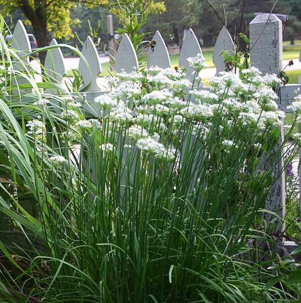 Ķiploku maurloki. Allium tuberosum. 