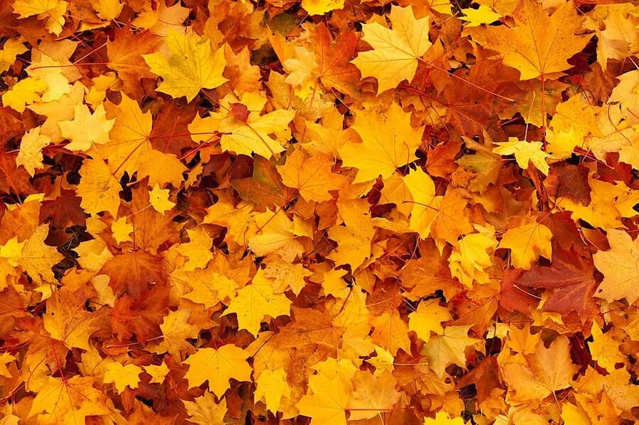 Common maple. Acer platanoides L. Seeds.