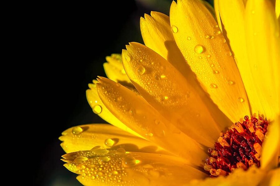 Kliņģerītes. Calendula officinalis.