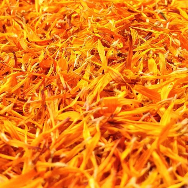 Kliņģerītes. Calendula officinalis.