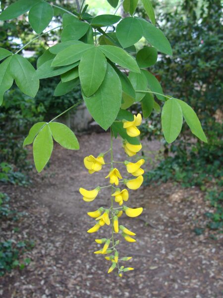 Kokveida koluteja. Pūšļa krūms.  Colutea Arborescens.