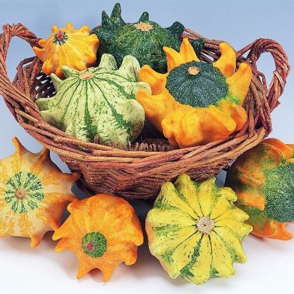 Korona. ķirbji. Cucurbita pepo. Sēklas. Viengadīgs, dekoratīvs ķirbis, kas ir piemērots pergolu, žogu apaudzēšanai.