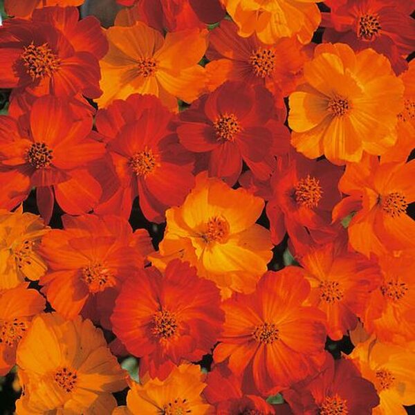 Cosmeia in sulfur yellow. Mix. Annual flower seeds.