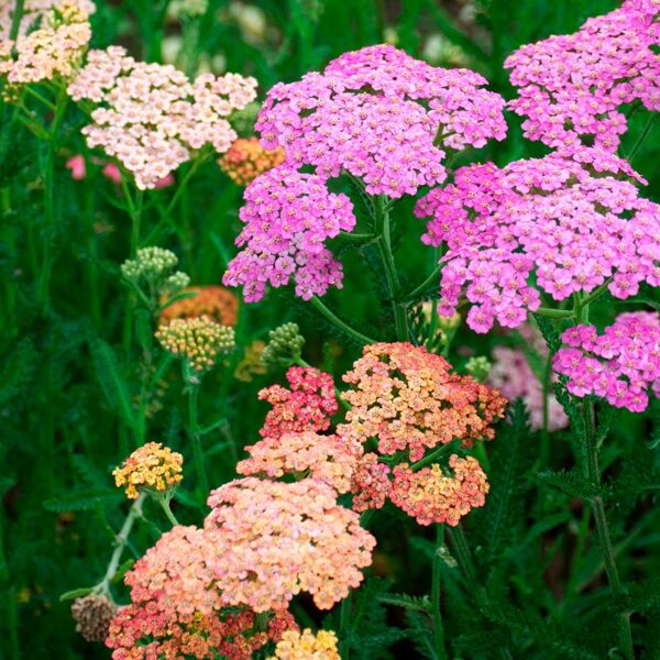 Colored yarrow. Mix. Achillea millefolium. Seeds. 5s.