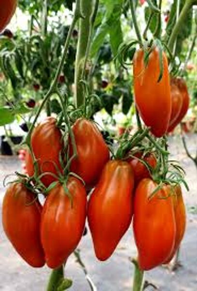 Cuban pepper like. Pepper type, beautiful red, hardy, tasty tomatoes. Tomato seeds.