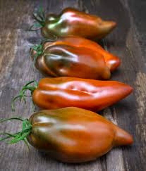 Cuban pepper like. Pipara tipa, skaisti sarkani, izturīgi, garšīgi tomāti. Tomātu sēklas. 