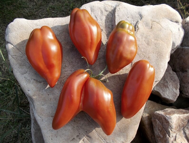 Cuban pepper like. Tipo pimento, tomates vermelhos lindos, resistentes e saborosos. Sementes de tomate.