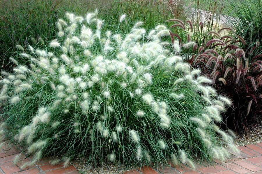 Lapsastu spalvzāle. Pennisetum willosum.