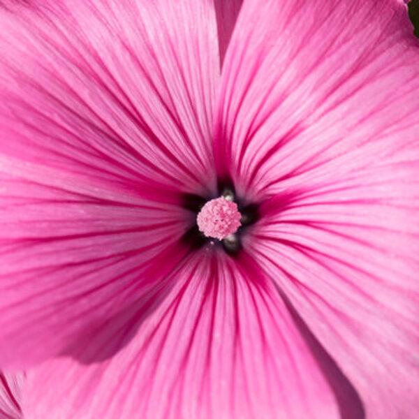 Lavatera. Sementes de flores anuais.
