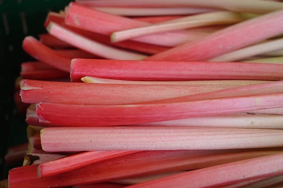 Lider red, rhubarb seeds.