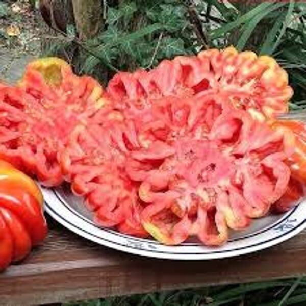 Lorraine Beauty. Tomato seeds.