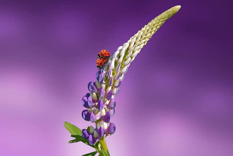 Lupinblanding. Lupinus polyphyllus. Frø. 5s.