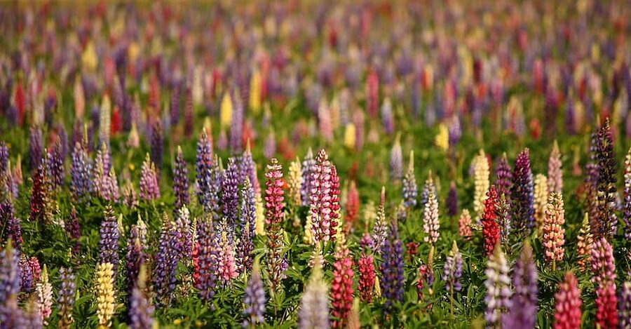 Lupīnes mix. Lupinus polyphyllus. Sēklas.