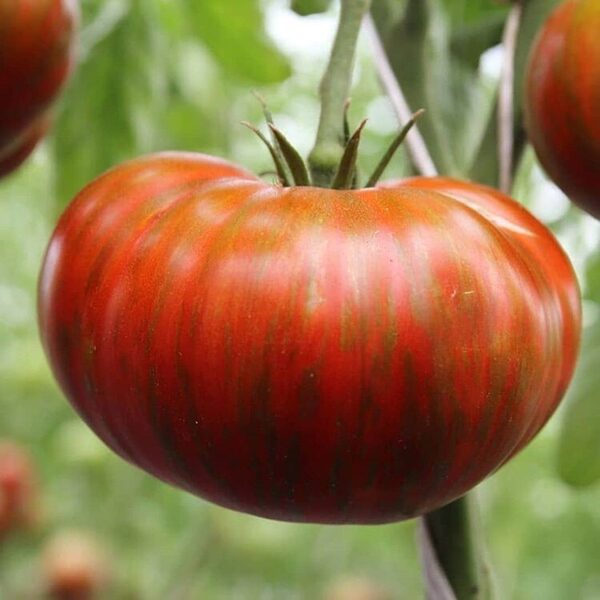 Lush queen.Variedad de colección. Preciosa, rosa, roja con rayas verdes y doradas. Semillas de tomate.