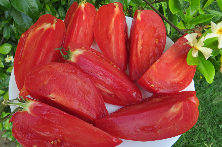Mrs. Schlaubauge famous strawberry.Tomates de estufa. Variedade antiga. Sementes de tomate.
