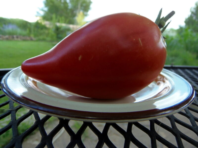 Mrs. Schlaubauge famous strawberry.Šiltnamio pomidorai. Sena veislė. Pomidorų sėklos.