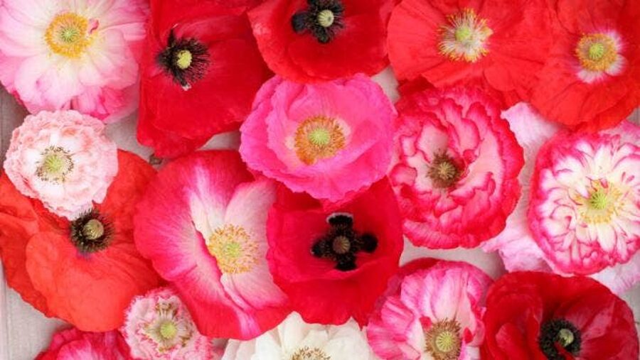 Poppy can can mix. Poppies. Seeds.
