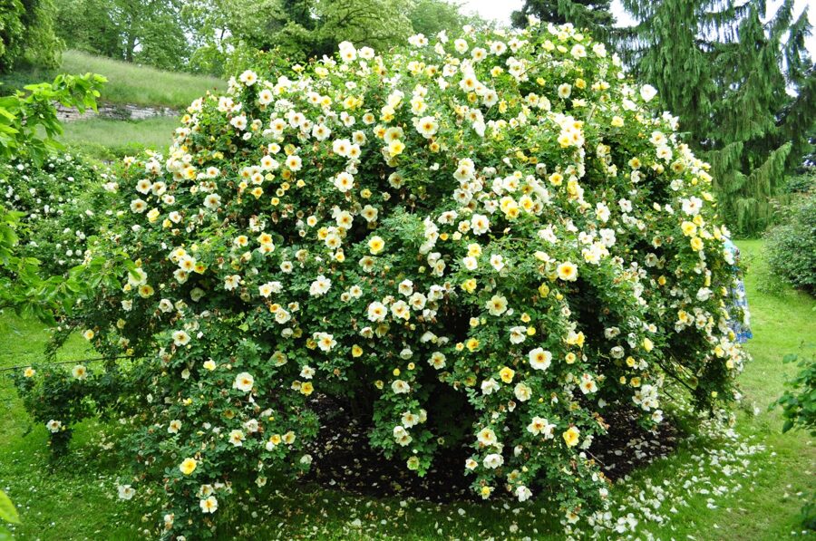 Maijrozītes. Rosa spinosissima L. (syn. R. pimpinellifolia L.)