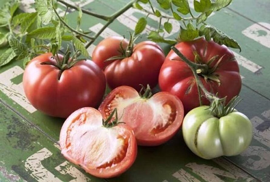 Marmande. Red greenhouse tomatoes seeds