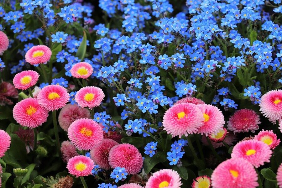 Mārpuķītes lielziedu. Mix. Bellis perennis.