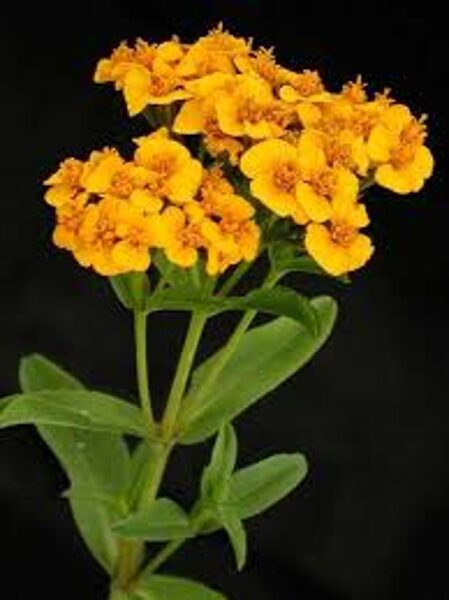 Sweetscented Marigold. Tagetes lucida.