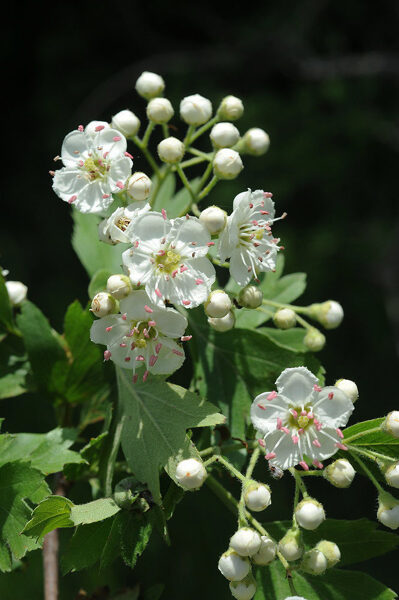 Black hawthorn. Seeds. Crataegus pentagyna.