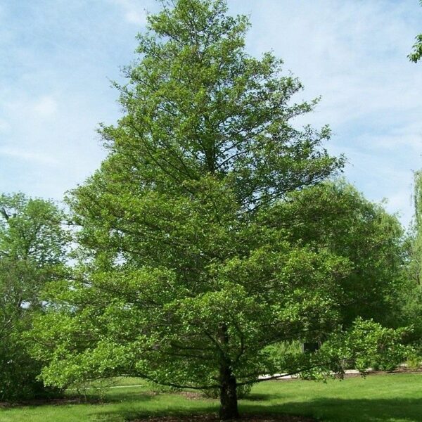 Melnalksnis. Sēklas. Alnus glutinosa (L.) Gaertn.