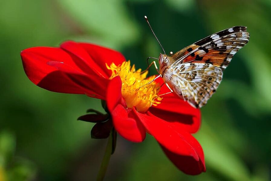 Vasaras dālijas Mignon. Dahlia pinnata Mignon.