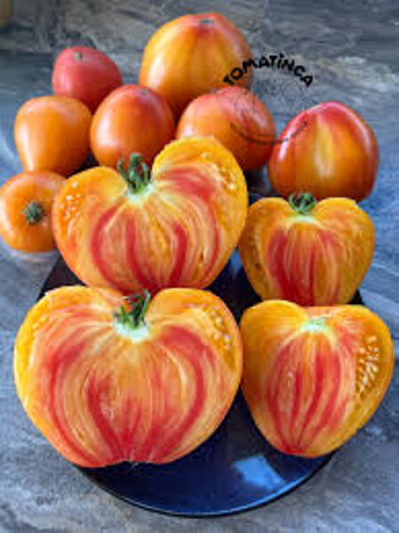 Minusinskiy oranzhevyi slon. (Minusinsk orange elephant) Old variety tomato seeds.