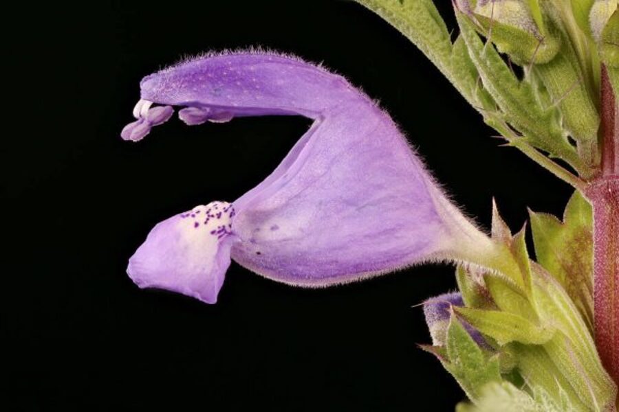 Moldāvijas pūķgalve. Dracocephalum moldavica. 