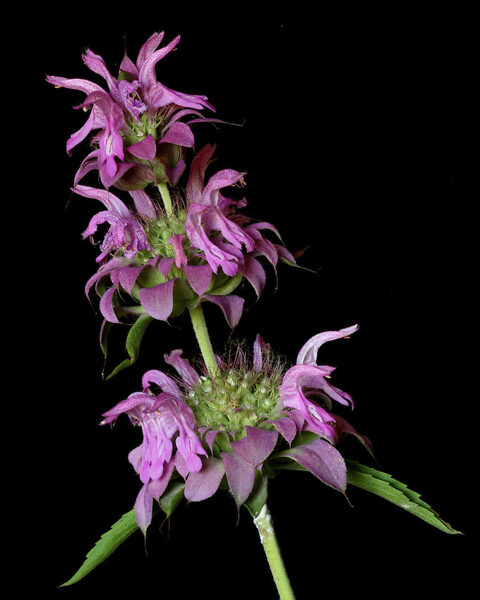 Citronu monarda. Monarda citriodora. 