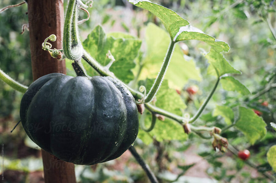 Zucca Muscate de Provence. Semi. Un'antica varietà di zucca francese.