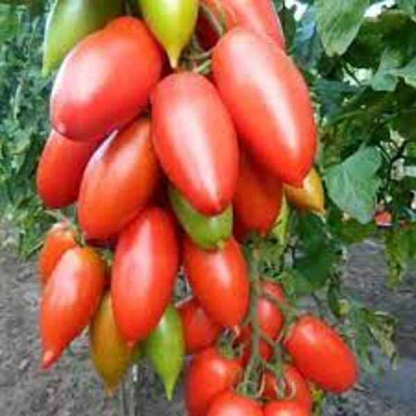 Niagara. Beautiful, red greenhouse tomatoes. Tomato seeds.